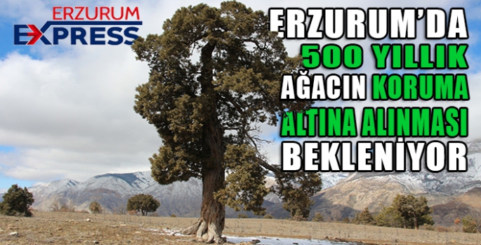 500 yıllık anıt ağaç ardıcın korunmaya alınması istendi