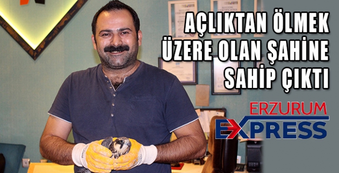 Açlıktan ölmek üzere olan şahine sahip çıktı