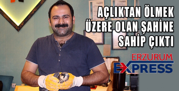 Açlıktan ölmek üzere olan şahine sahip çıktı