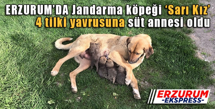 Jandarma köpeği ‘Sarı Kız’ 4 tilki yavrusuna süt annesi oldu
