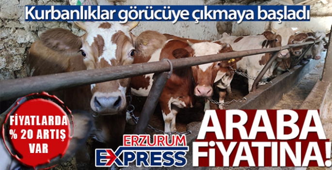 Araba fiyatına kurbanlıklar satışta