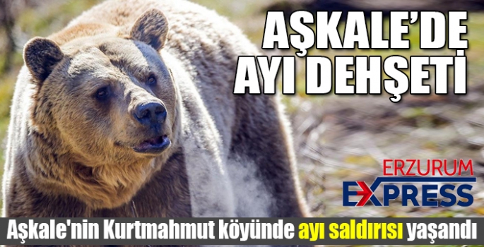 Aşkale'de ayı saldırısı