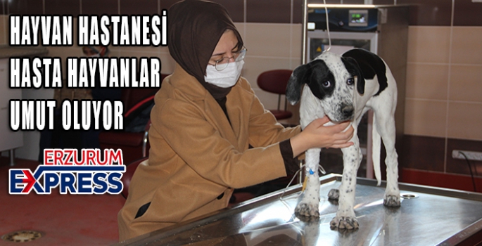 Atatürk Üniversitesi bünyesinde hizmet veren Hayvan Hastanesi hasta hayvanlar için umut oluyor