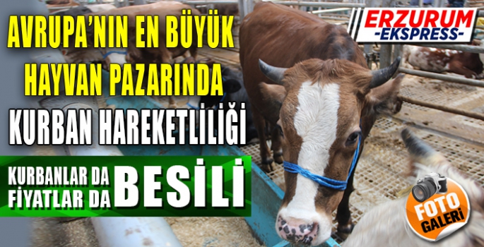 Avrupa’nın en büyük canlı hayvan pazarında kurban hareketliliği başladı