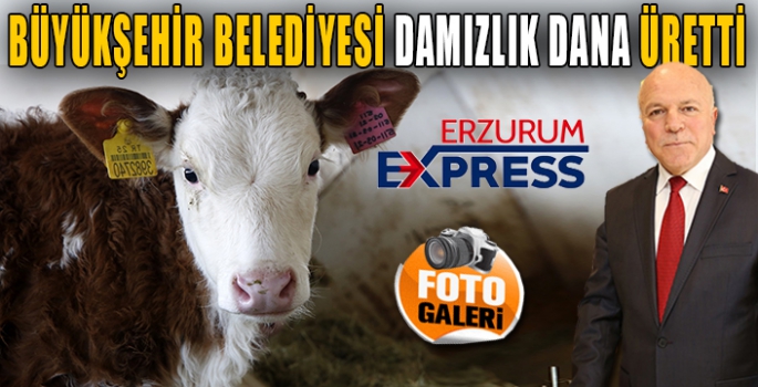 Büyükşehir’in Damızlık Dana Üretiyor. 