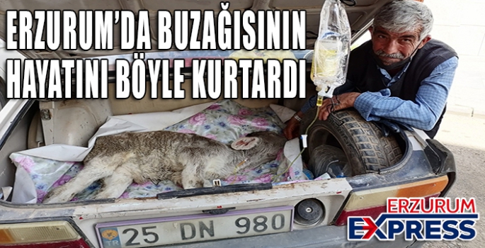  Buzağısını otomobille veterinere yetiştirdi