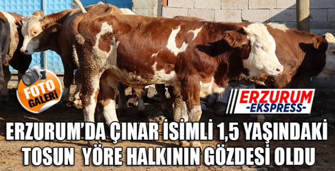 ÇİFTLİĞİN GÖZDESİ OLDU