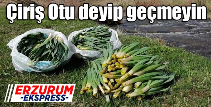 Çiriş Otu deyip geçmeyin