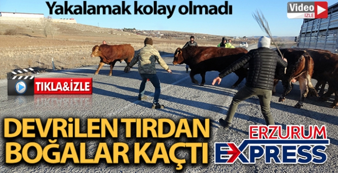 Devrilen tırdan boğalar yola kaçtı, yakalamak kolay olmadı