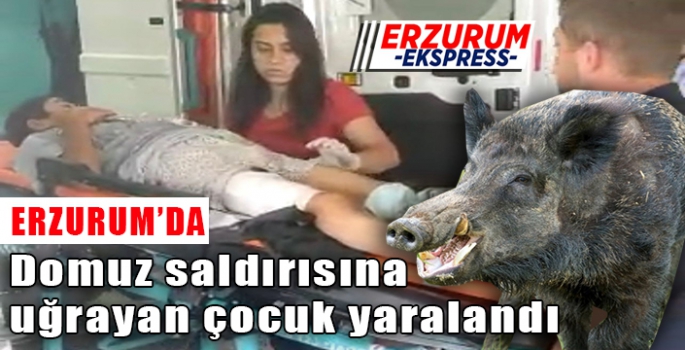  Domuz saldırısına uğrayan çocuk yaralandı