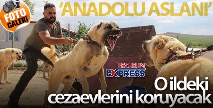 Dünyaca ünlü Kangal köpekleri o ildeki cezaevlerini koruyacak