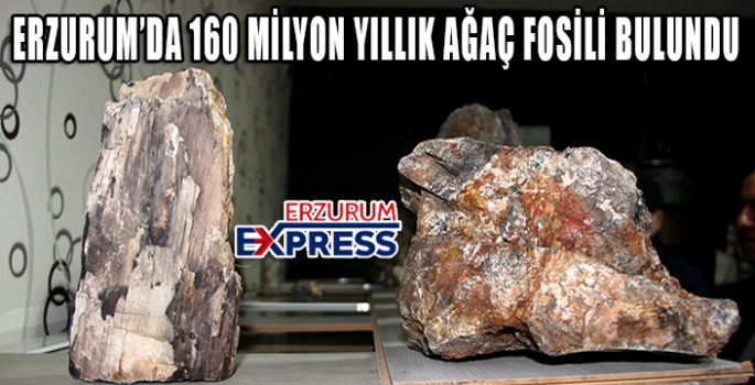 Erzurum’da 160 milyon yıllık taşlaşmış fosil ağaç bulundu