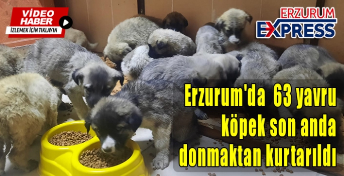 Erzurum'da  63 yavru köpek son anda ölümden kurtarıldı