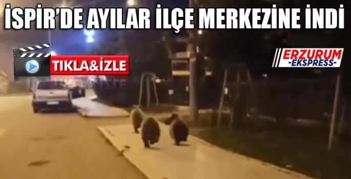 Erzurum'da Ayılar ilçe merkezine kadar indi