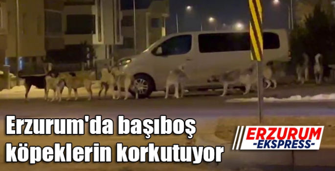 Erzurum'da başıboş köpeklerin korkutan görüntüleri