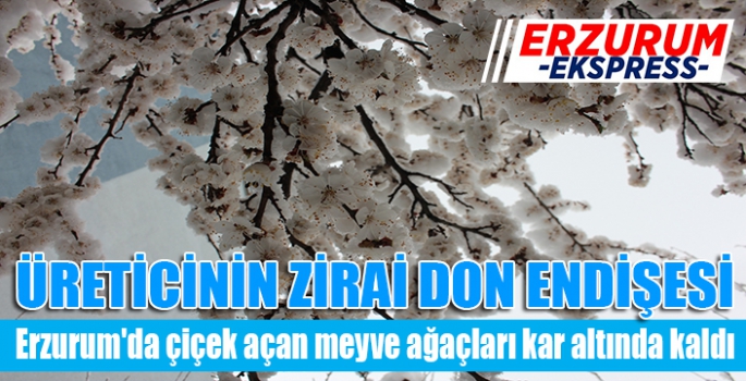  Erzurum'da çiçek açan meyve ağaçları kar altında kaldı