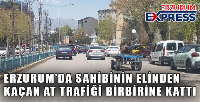 Erzurum’da dörtnala koşan at, trafiği birbirine kattı