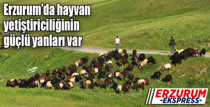 Erzurum’da hayvan yetiştiriciliğinin güçlü yanları var