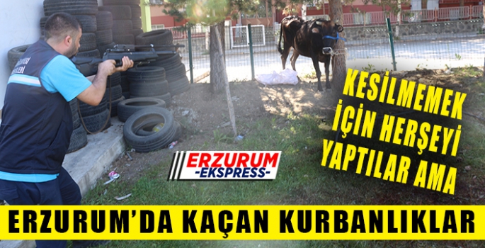  Erzurum’da kaçan kurbanlık ortalığı birbirine kattı