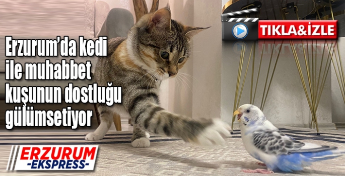 Erzurum’da kedi ile muhabbet kuşunun dostluğu gülümsetiyor