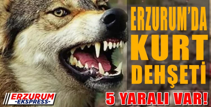 Erzurum’da kurt dehşeti: 5 yaralı