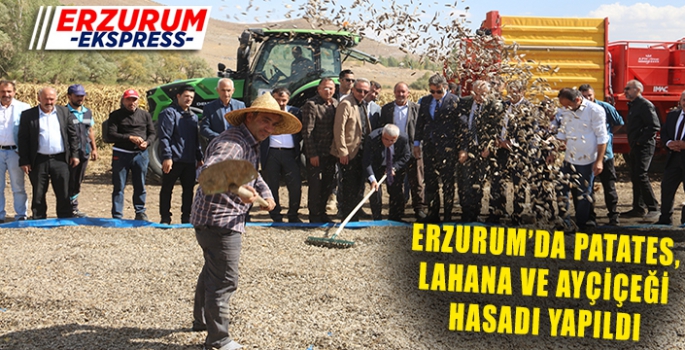 Erzurum’da patates, lahana ve ayçiçeği hasadı yapıldı