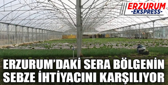 Erzurum'daki sera bölgenin sebze ihtiyacını karşılıyor