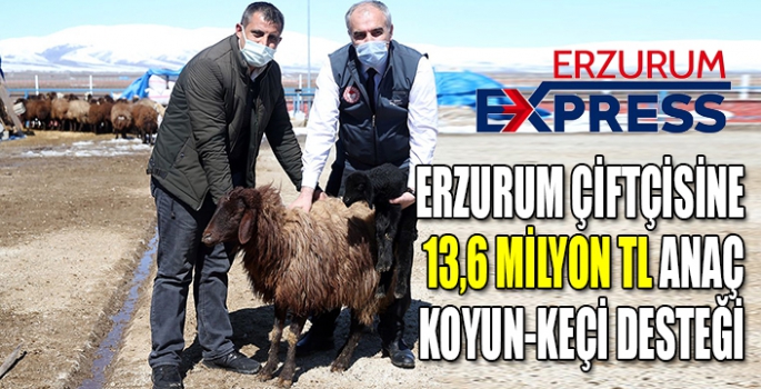 EZURUM ÇİFTÇİSİNE 13,6 MİLYON TL ANAÇ KOYUN-KEÇİ DESTEĞİ