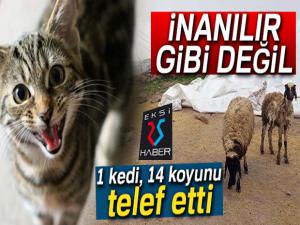 1 kedi, 14 koyunu telef etti