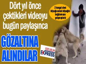 2 kangal cinsi köpeğe sokak köpeğini boğdurmaya çalışan kişiler gözaltına alındı