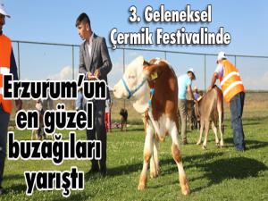 3. Geleneksel Çermik Festivalinde Erzurumun en güzel buzağıları yarıştı