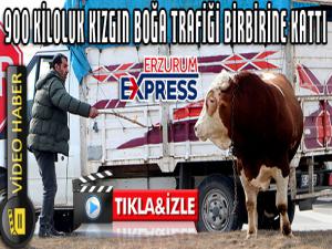 900 kiloluk kızgın boğa trafiği birbirine kattı