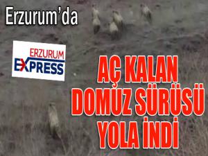 Aç kalan domuz sürüsü karayoluna indi