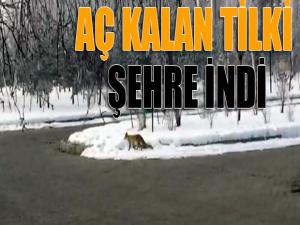 Aç kalan tilki şehre indi
