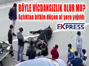 Açlıktan bitkin düşen at yere yığıldı 