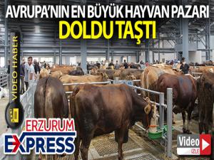 Avrupa'nın en büyük canlı hayvan pazarı doldu taştı