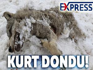 AYAZ KURDU DONDURDU