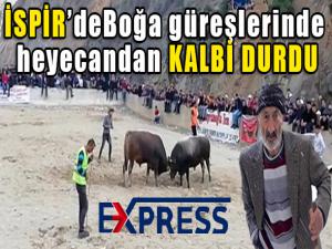  Boğa güreşlerinde heyecandan kalbi durdu 