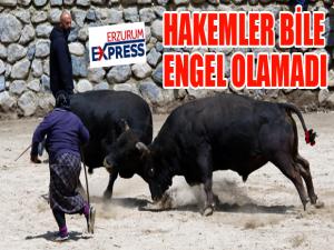 Boğa güreşlerinde onu hakemler bile arenadan uzaklaştıramadı