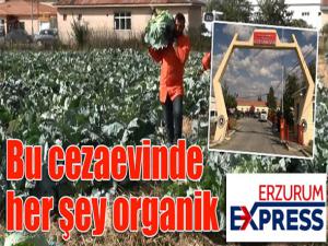 Bu cezaevinde her şey organik