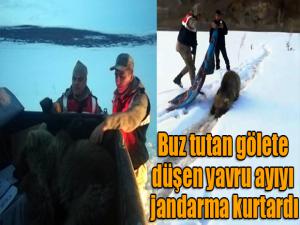 Buz tutan gölete düşen yavru ayıyı jandarma kurtardı 