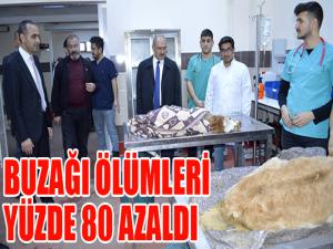 Buzağı ölümleri yüzde 80 azaldı...