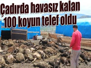 Çadırda havasız kalan 100 koyun telef oldu 