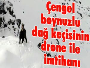 Çengel boynuzlu dağ keçisi drone ile görüntülendi...