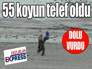 Dolu vurdu... 55 koyun telef oldu