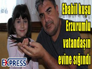 Ebabil kuşu Erzurumlu vatandaşın evine sığındı 