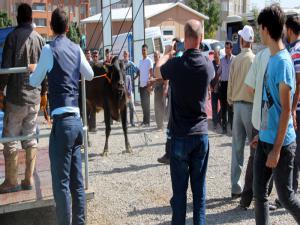 Erzurum'da Angus cinsi kurbanlık güçlükle kesilebildi 