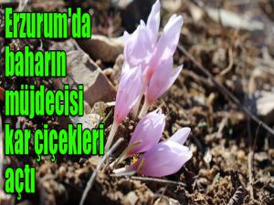 Erzurum'da baharın müjdecisi kar çiçekleri açtı