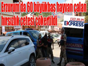 Erzurumda hayvan hırsızlığı çetesi çökertildi