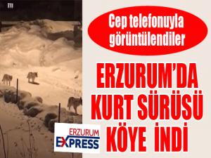 Erzurumda kurt sürüsü köye indi!